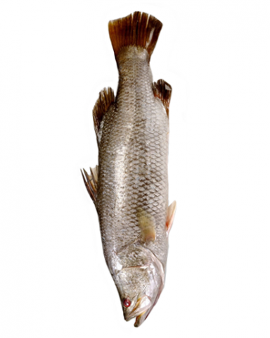 Barramundi