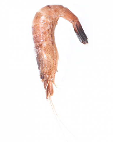 Garnaal