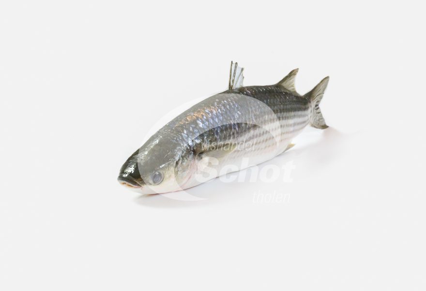 Harder Vishandel Schot Tholen