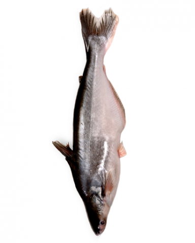 Pangasius