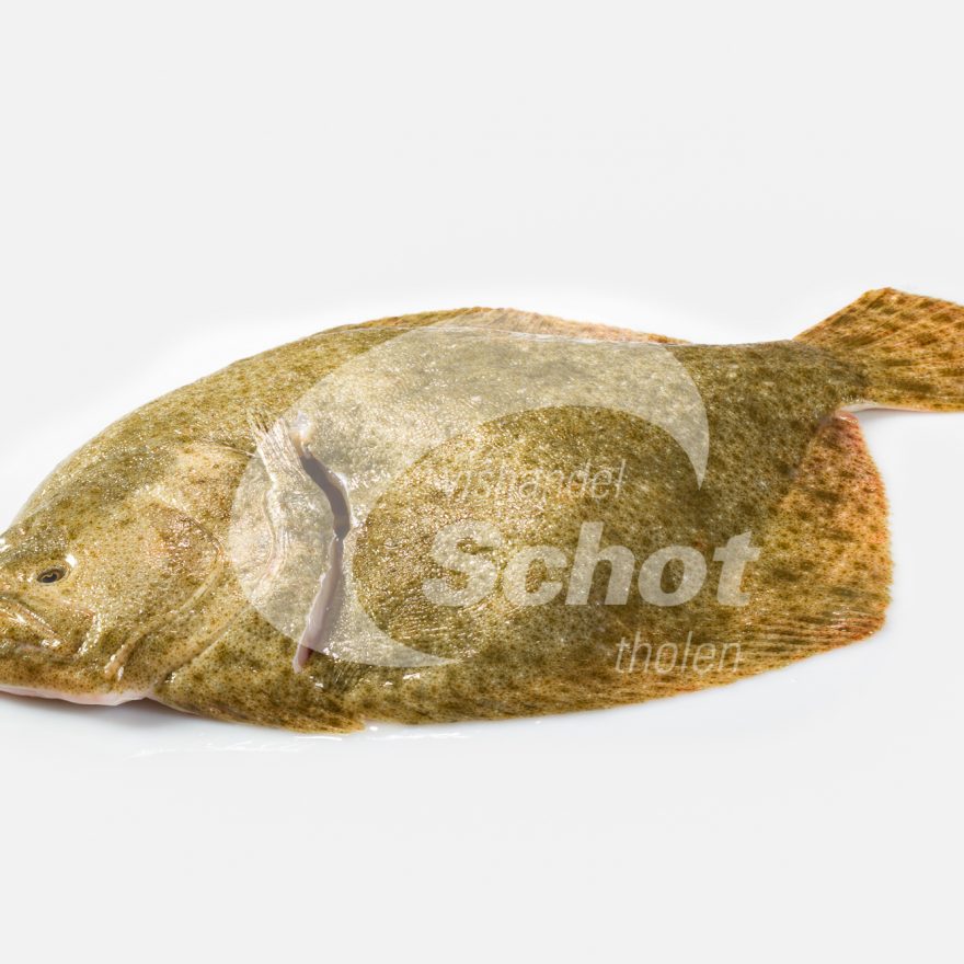 Tarbot - Vishandel Schot Tholen