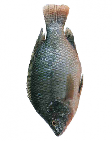 Tilapia